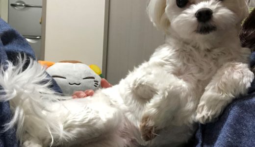 つい甘やかしてしまう！甘え上手な愛犬にメロメロ！